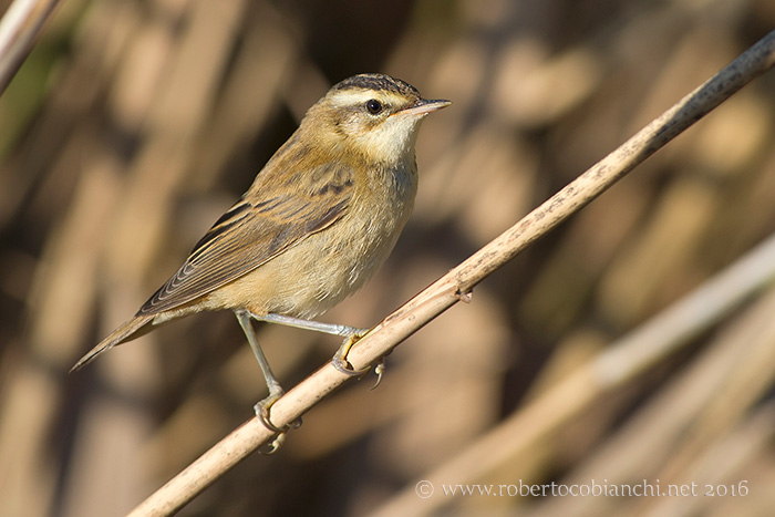 Forapaglie comune o castagnolo?   Comune (Acrocephalus schoenobaenus)